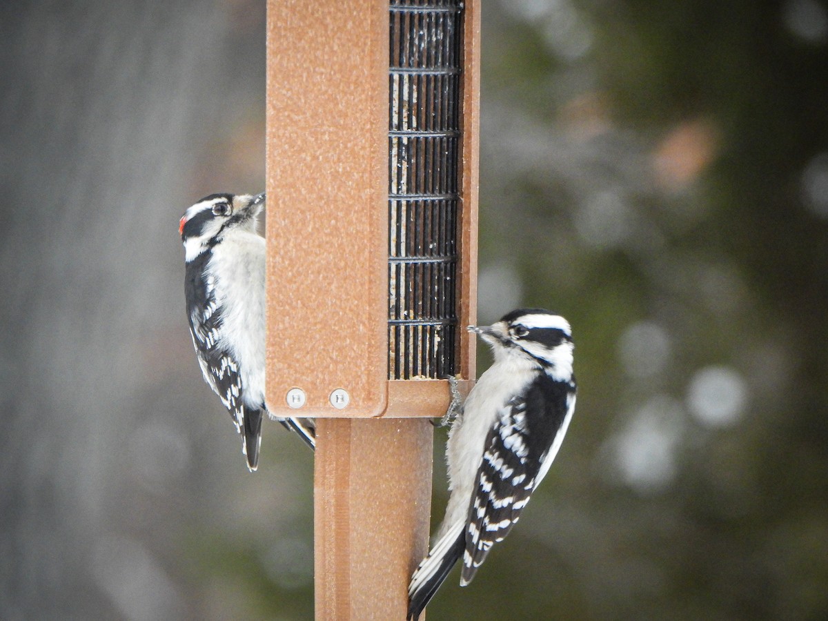 Downy Woodpecker - Amy B