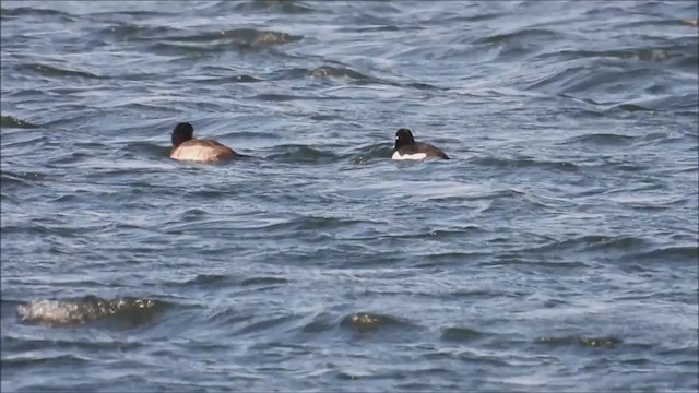 Tufted Duck - ML403586891