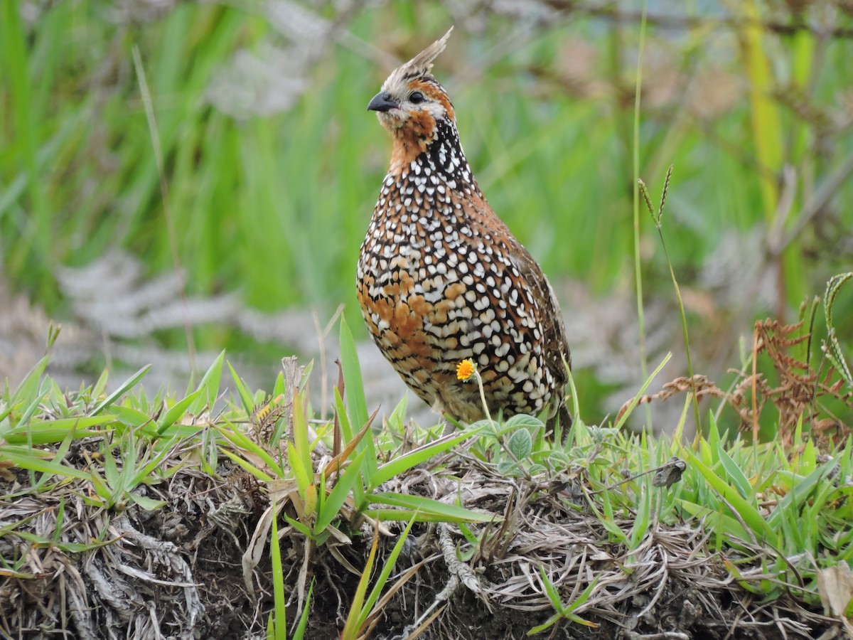 Crested Bobwhite - ML40358721