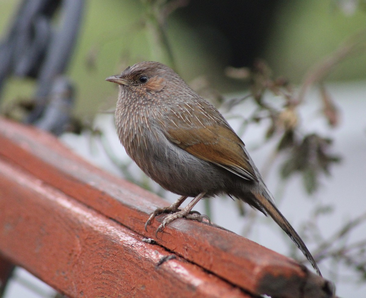 Streaked Laughingthrush - ML403587771