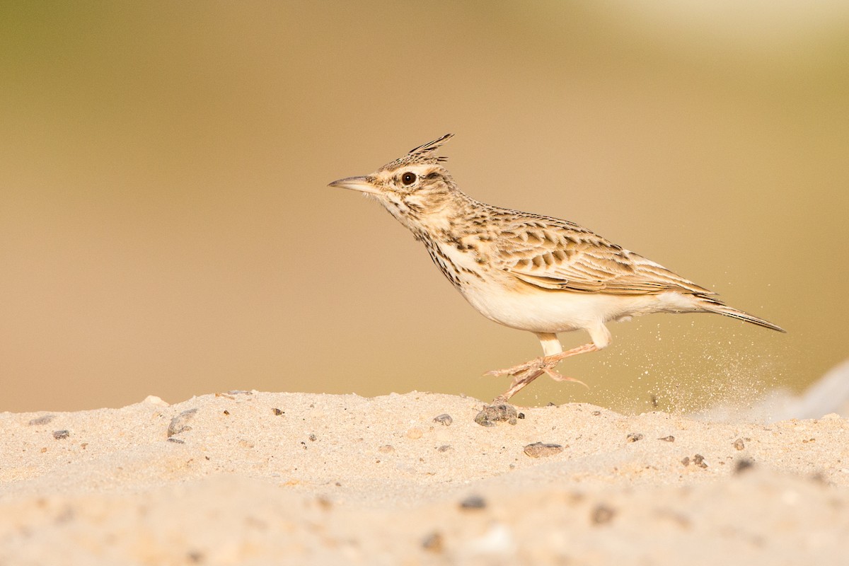 Crested Lark - Rhys Marsh