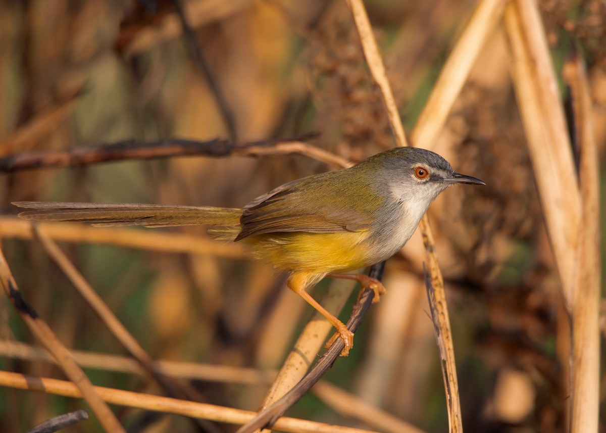 Prinia à ventre jaune (groupe flaviventris) - ML403588751