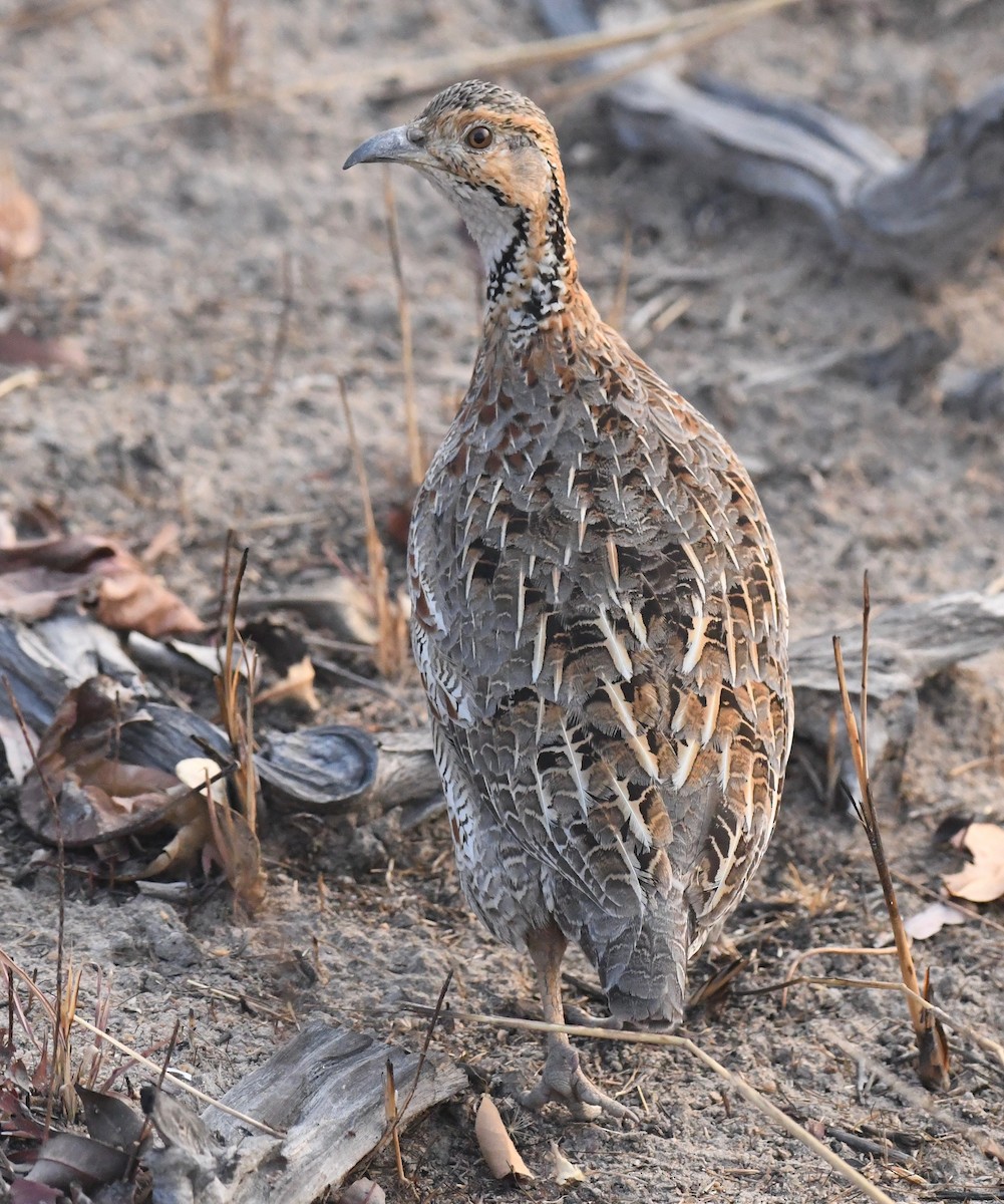 Shelley's Francolin - ML40358911