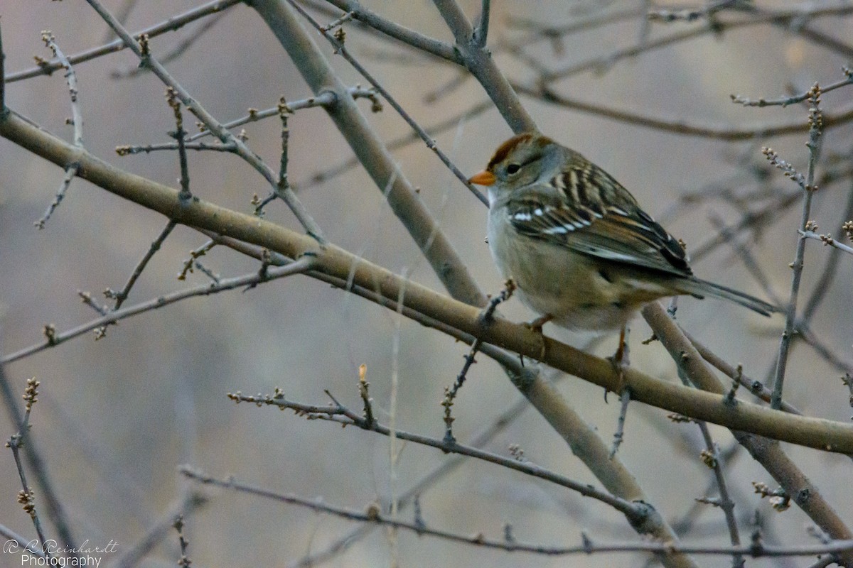 White-crowned Sparrow - ML403591201