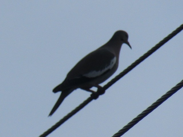 White-winged Dove - ML403591911