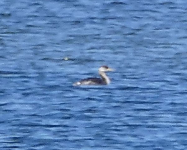 Red-necked Grebe - ML40359261