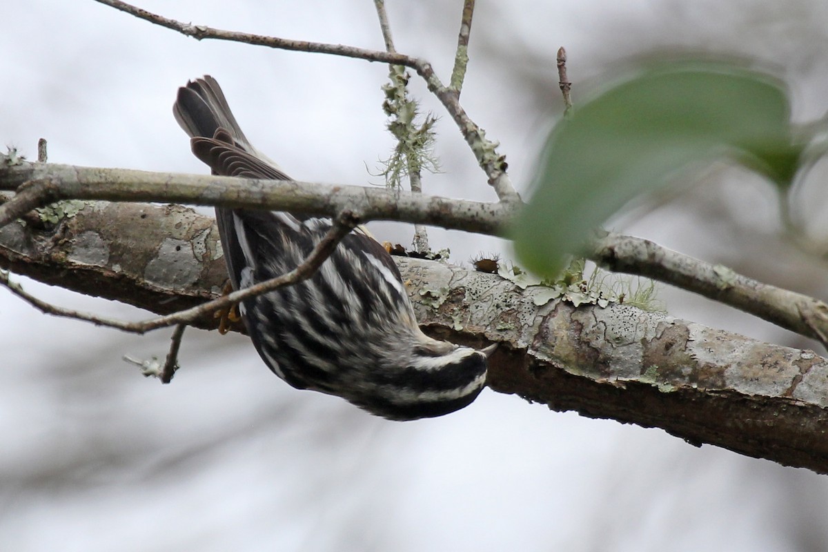 Black-and-white Warbler - ML403594781