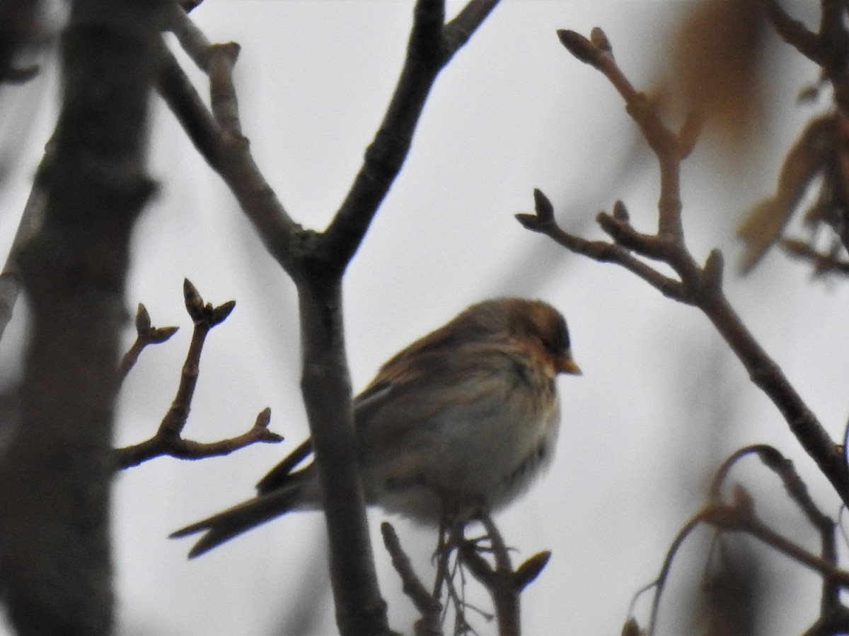 Twite - ML403595061