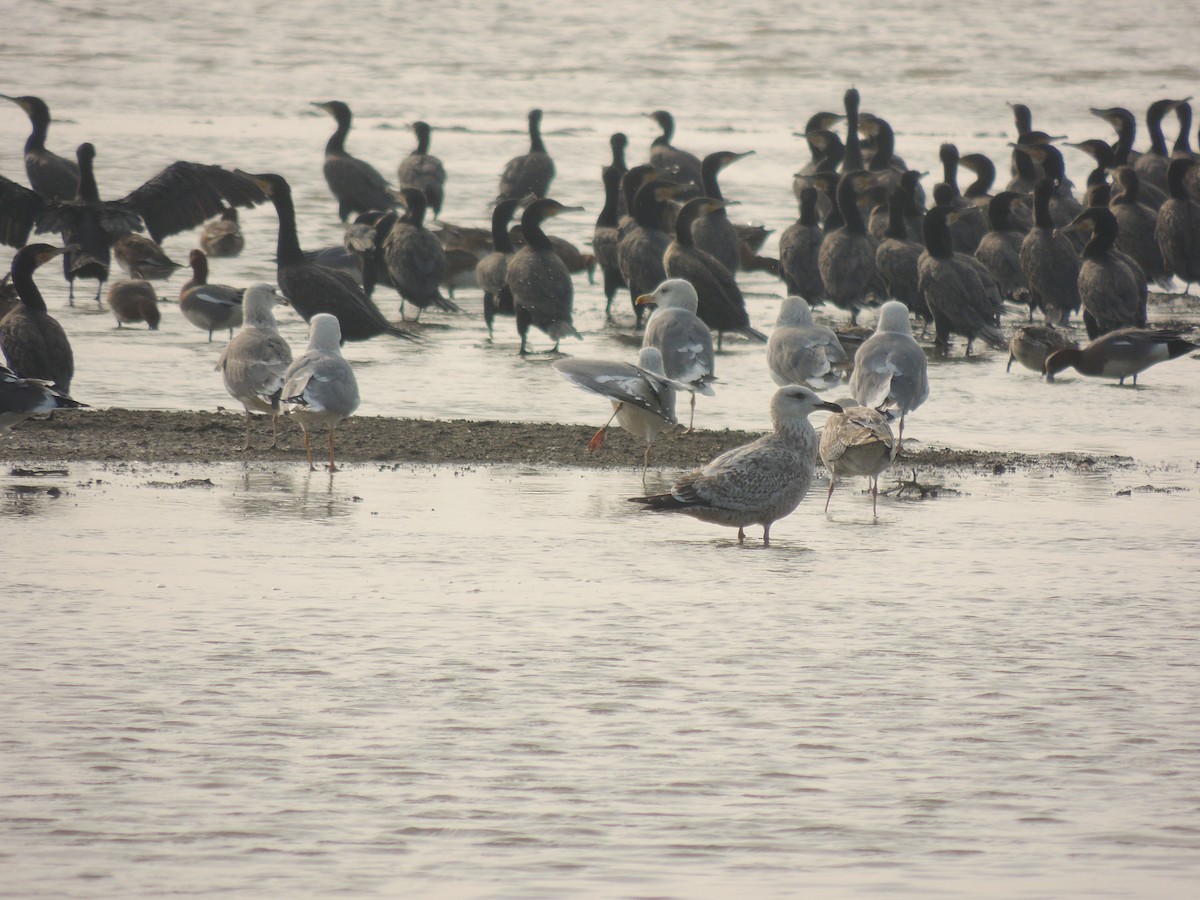 Slaty-backed Gull - ML403595381