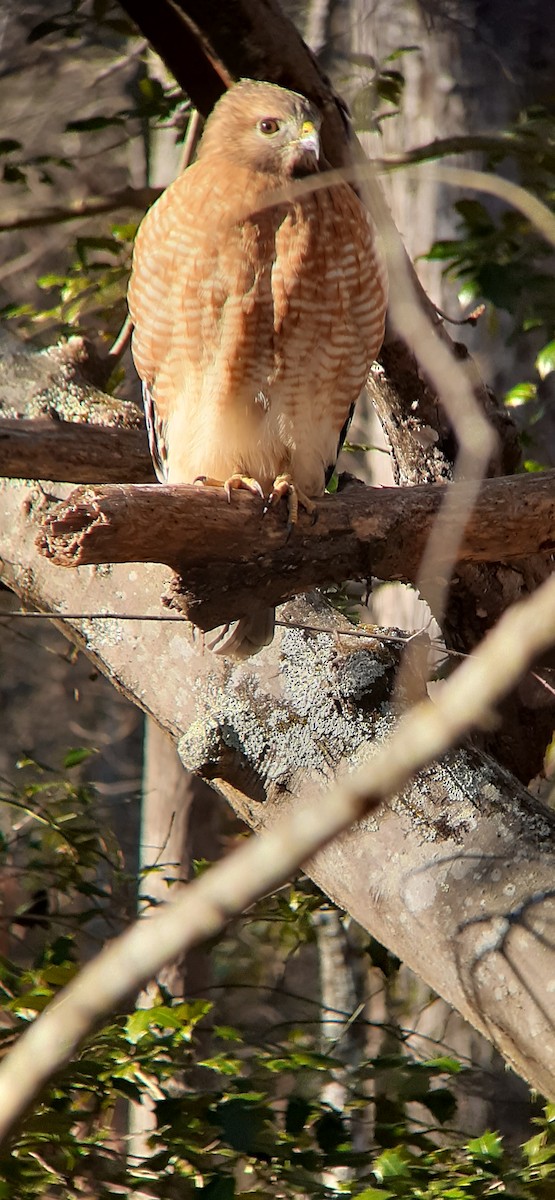 Red-shouldered Hawk - ML403595431