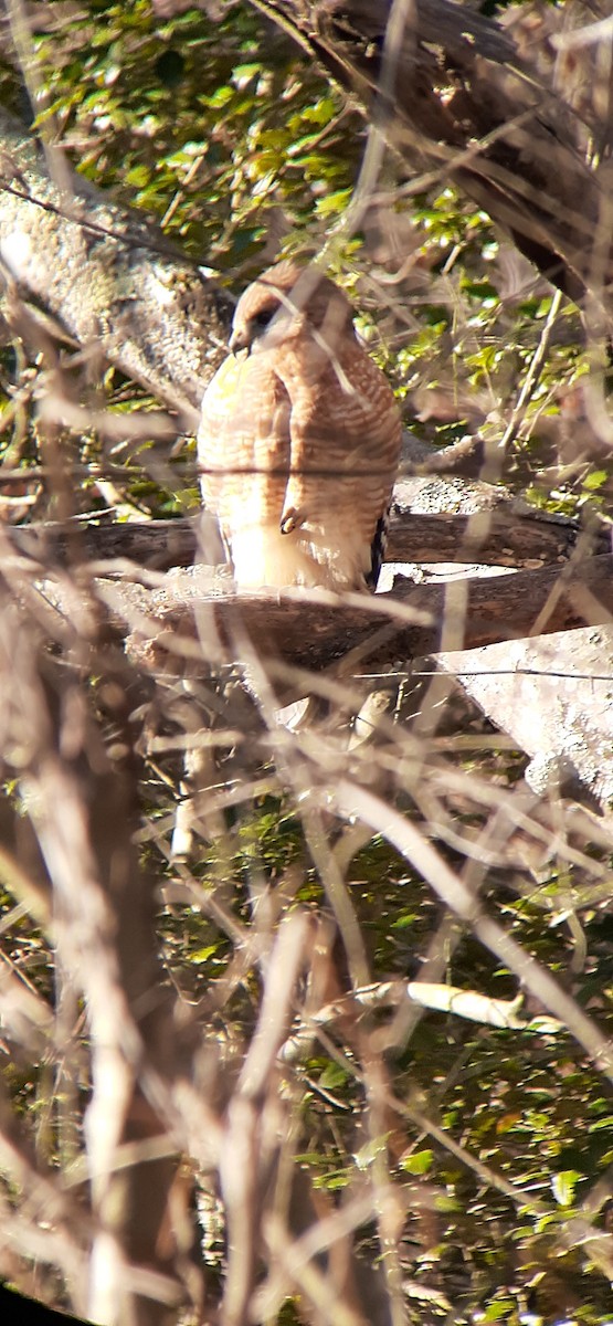 Red-shouldered Hawk - ML403595451