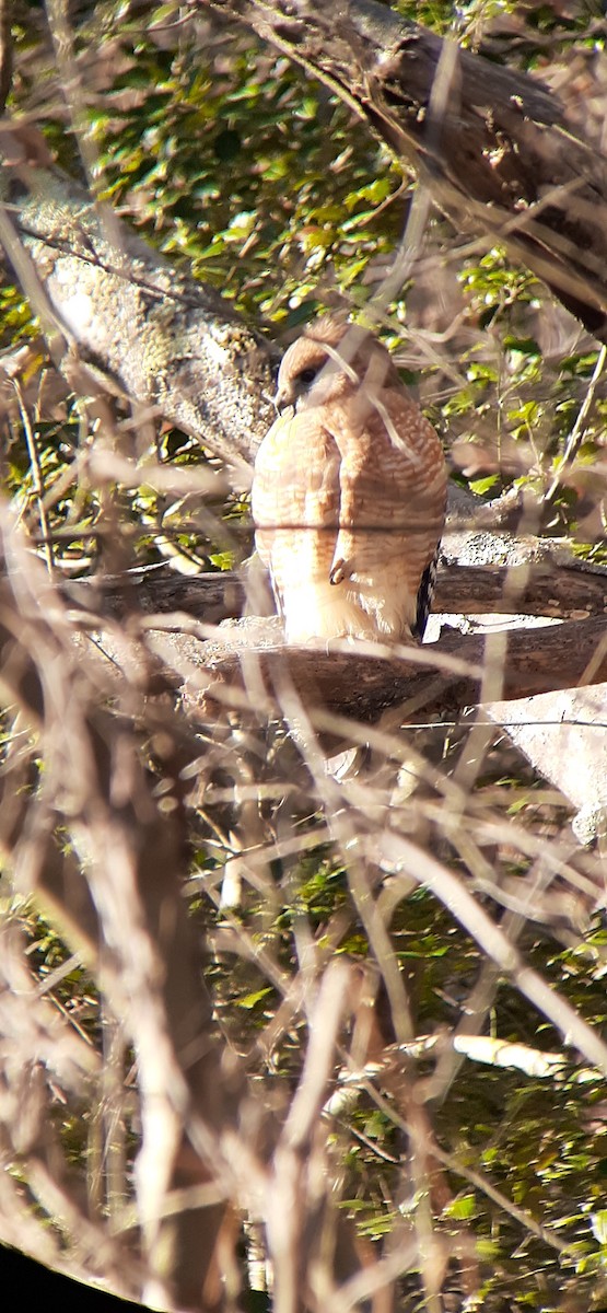 Red-shouldered Hawk - ML403595461