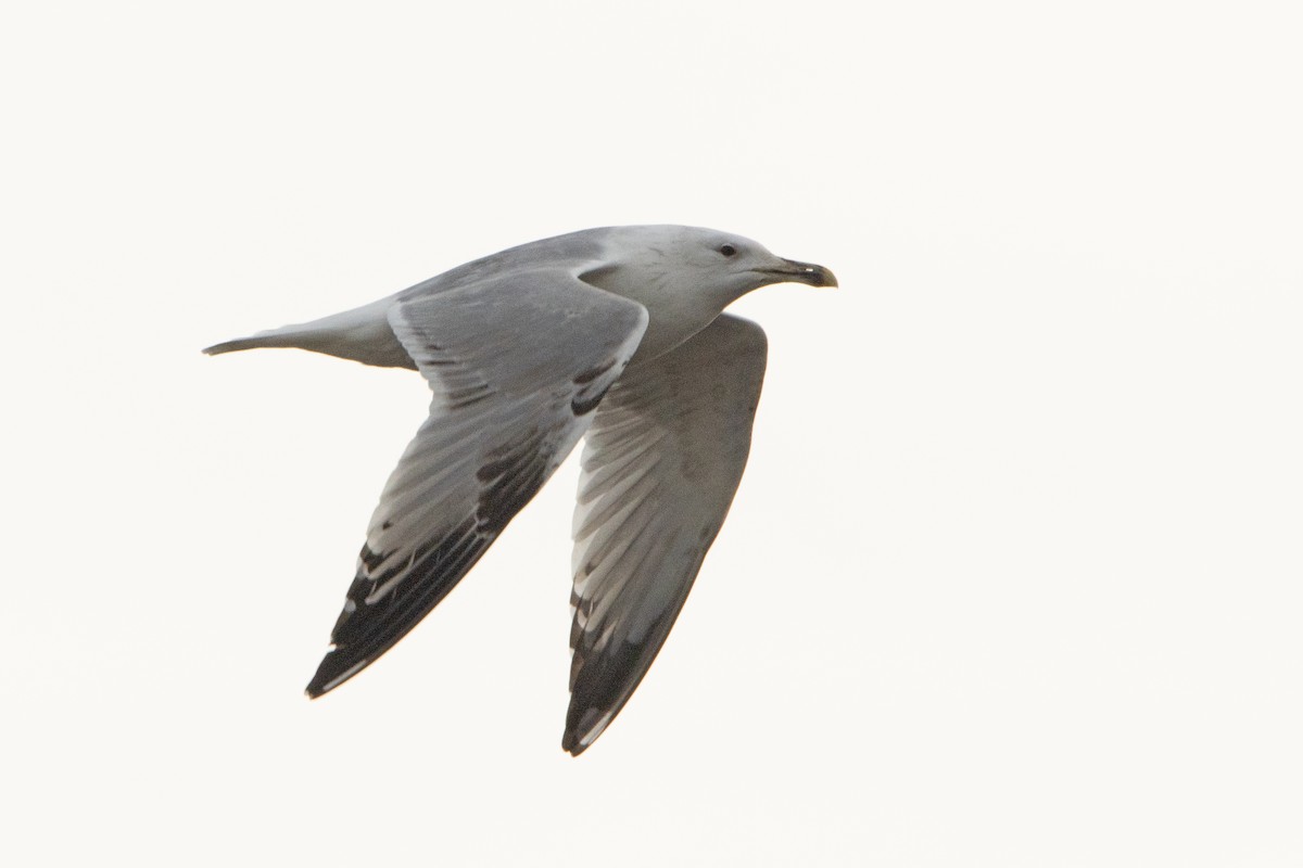 Caspian Gull - Letty Roedolf Groenenboom