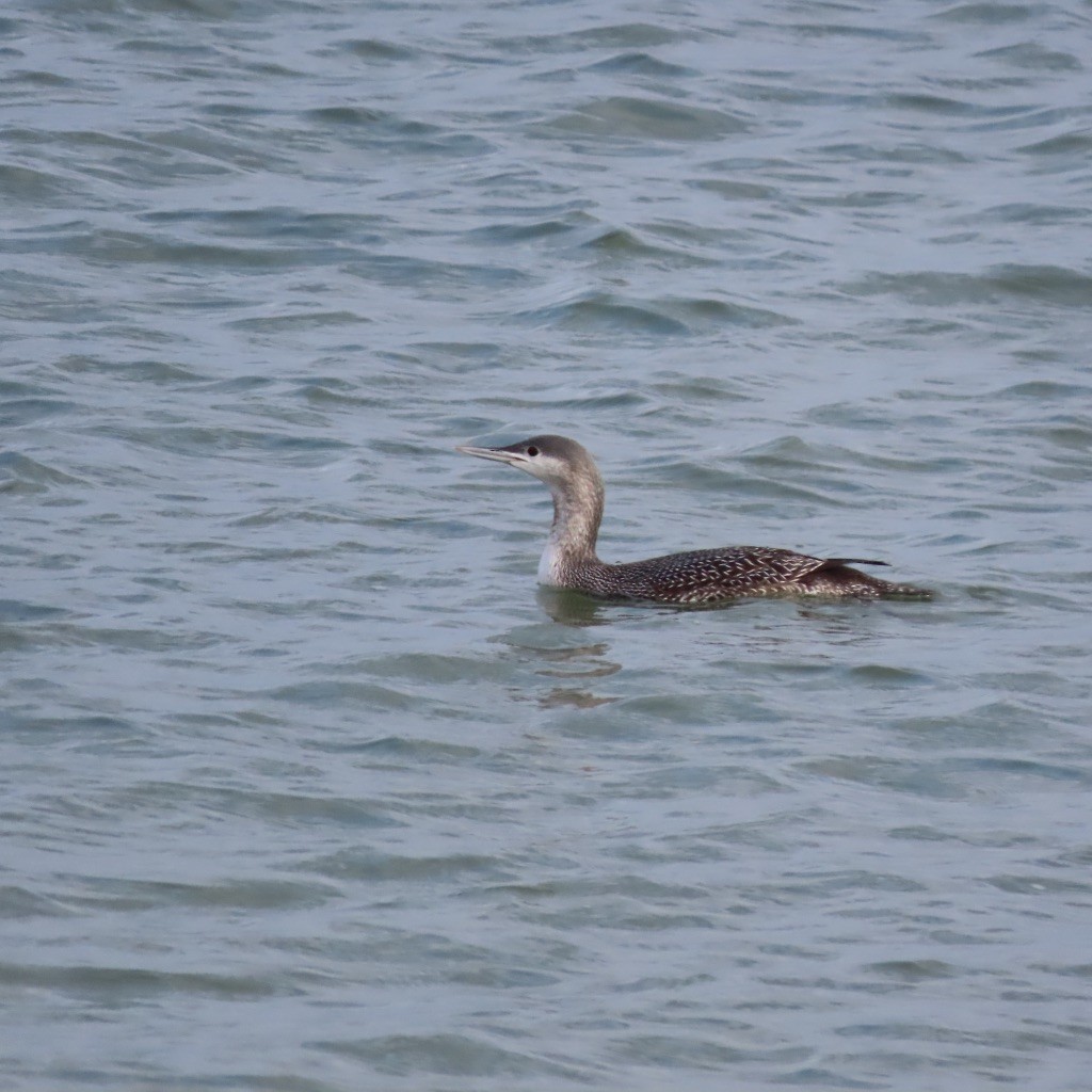 Red-throated Loon - Susan Browne