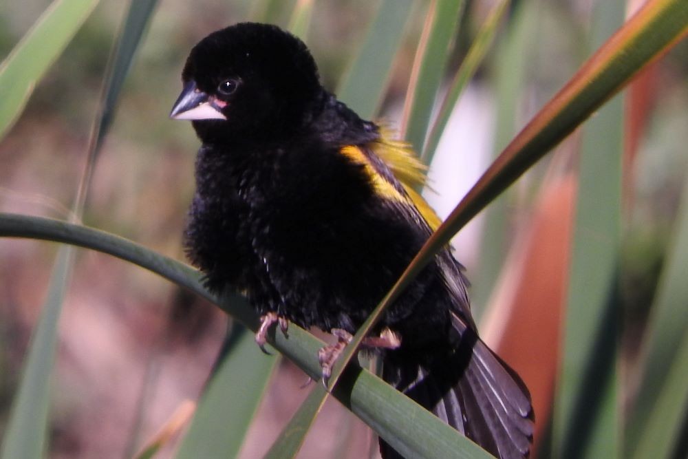 Yellow Bishop - Dieter Oschadleus
