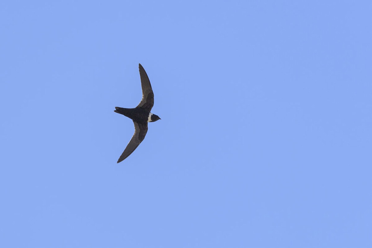 White-collared Swift - Jorge Valenzuela E.