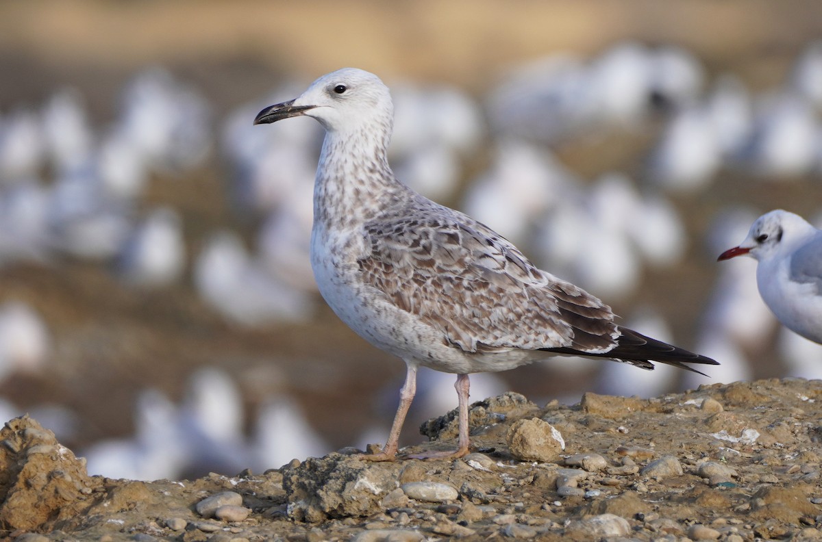 Caspian Gull - Javier Train