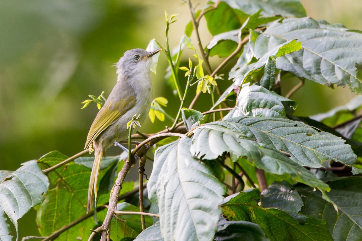 Yellow-streaked Greenbul - Rhys Marsh