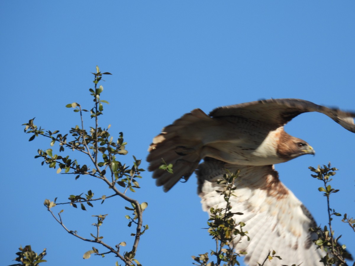 Red-tailed Hawk - ML403603871