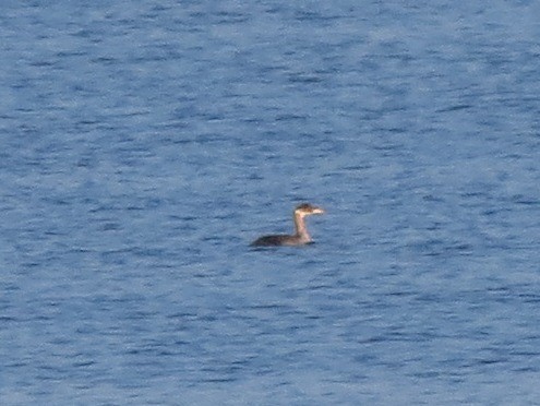 Red-necked Grebe - ML40360551