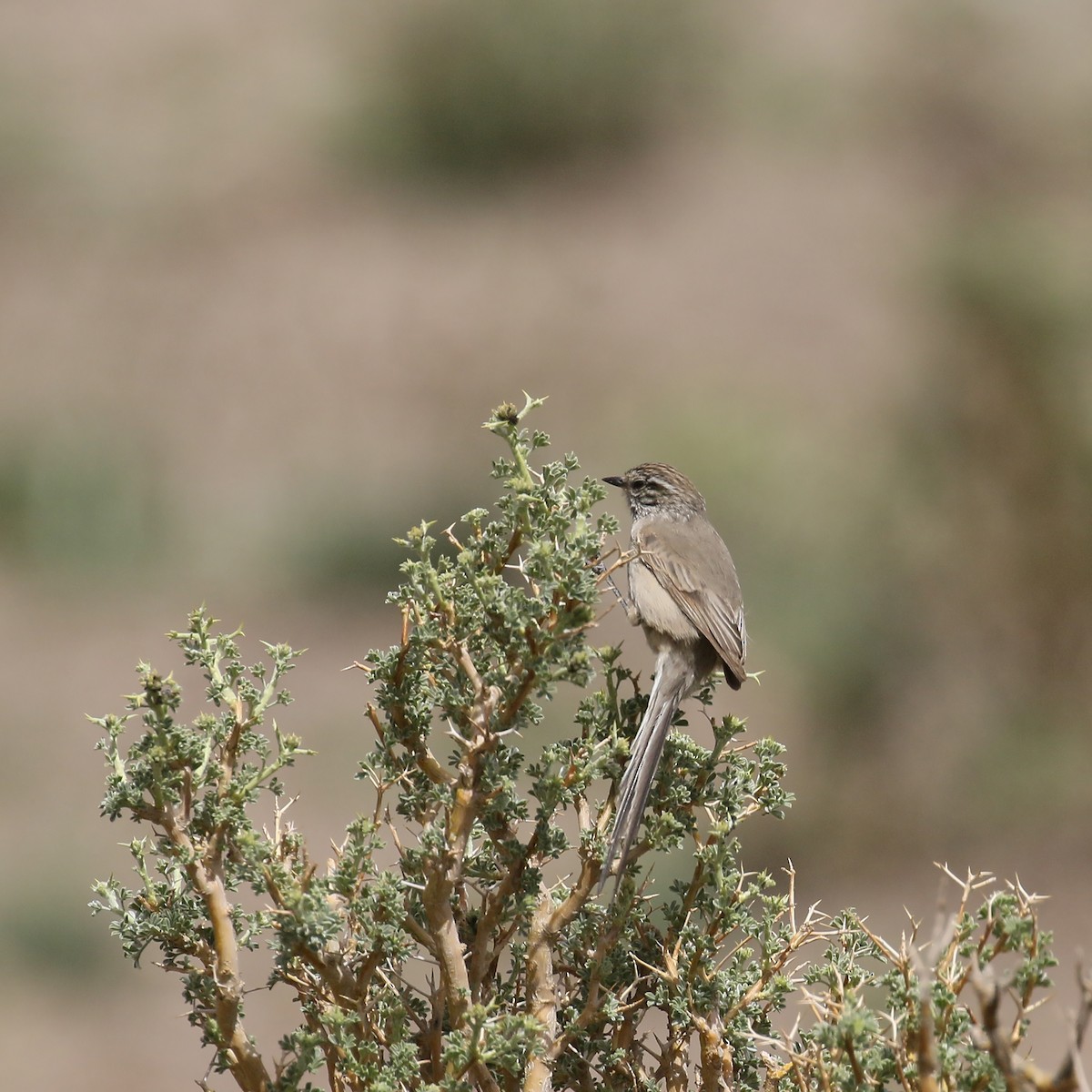 Plain-mantled Tit-Spinetail (aegithaloides) - Jan Andersson