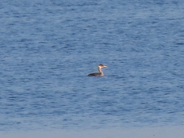 Red-necked Grebe - ML40360571