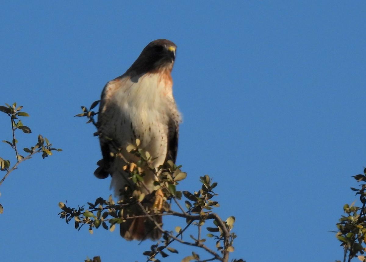 Red-tailed Hawk - ML403605921
