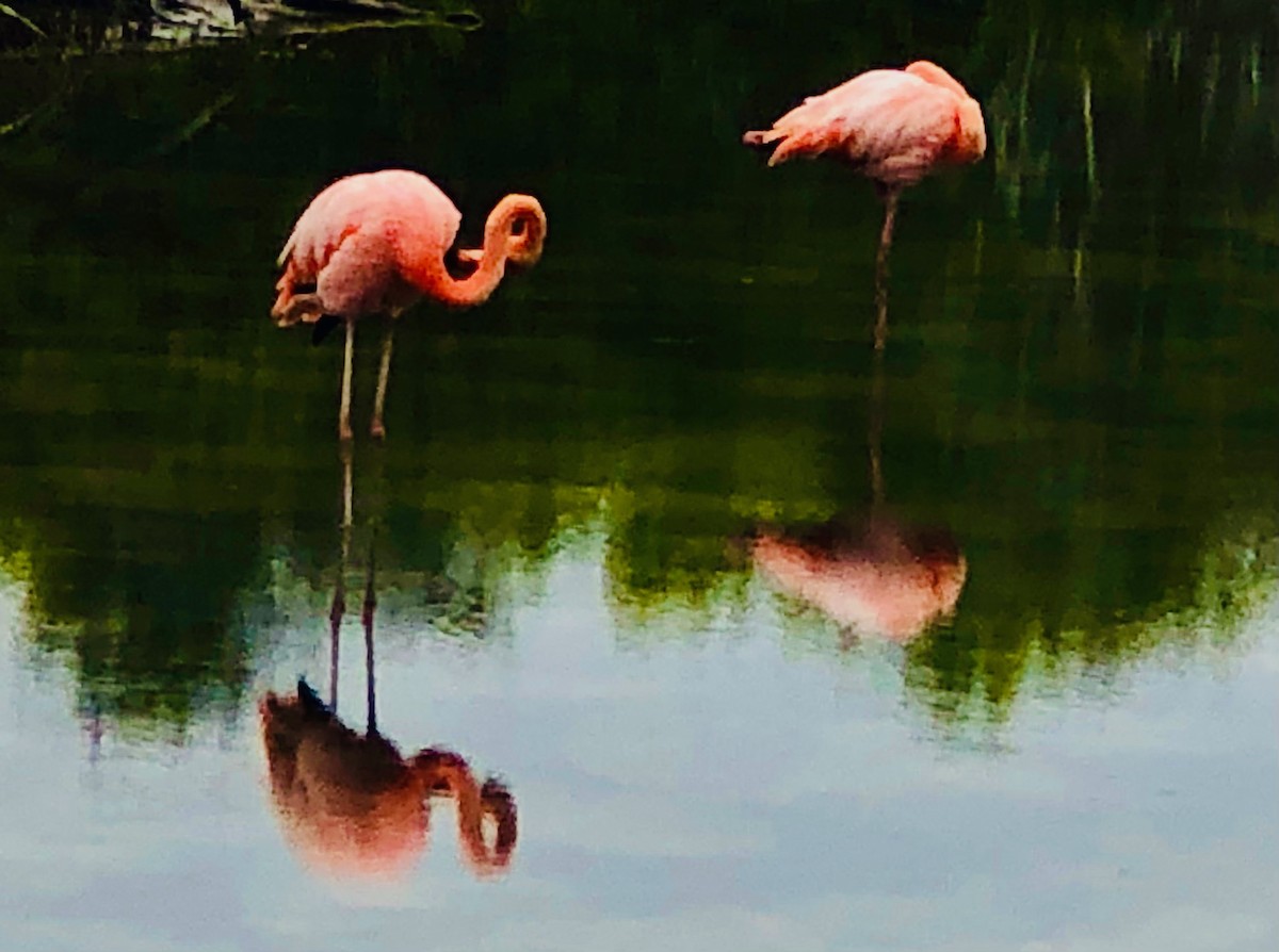 Amerika Flamingosu - ML403607701
