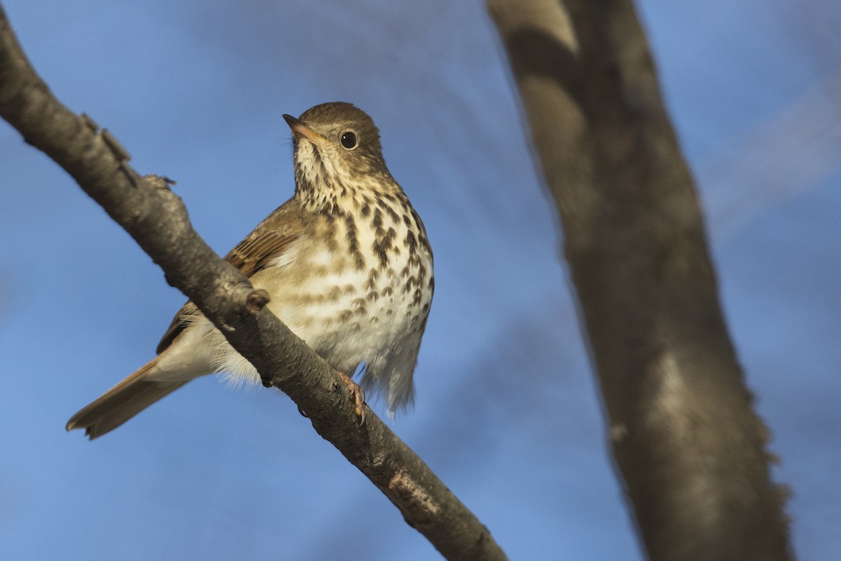 Hermit Thrush (faxoni/crymophilus) - ML403610041