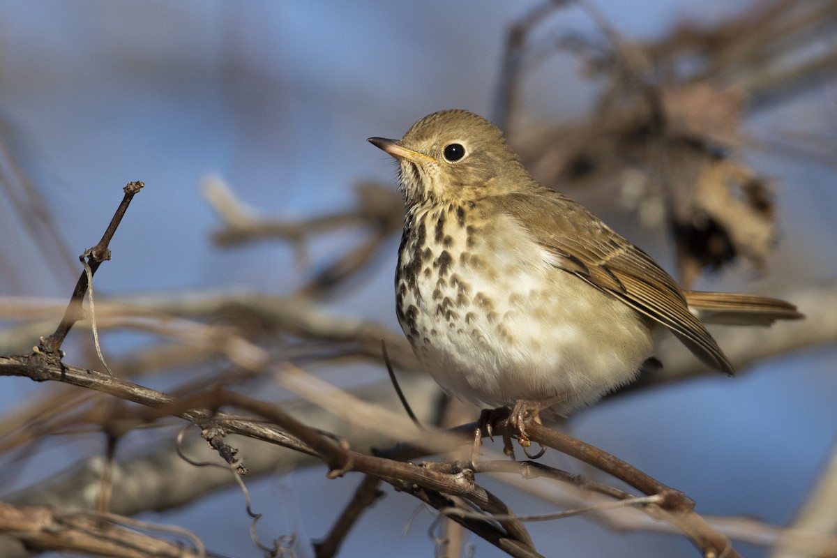 Hermit Thrush (faxoni/crymophilus) - ML403610051