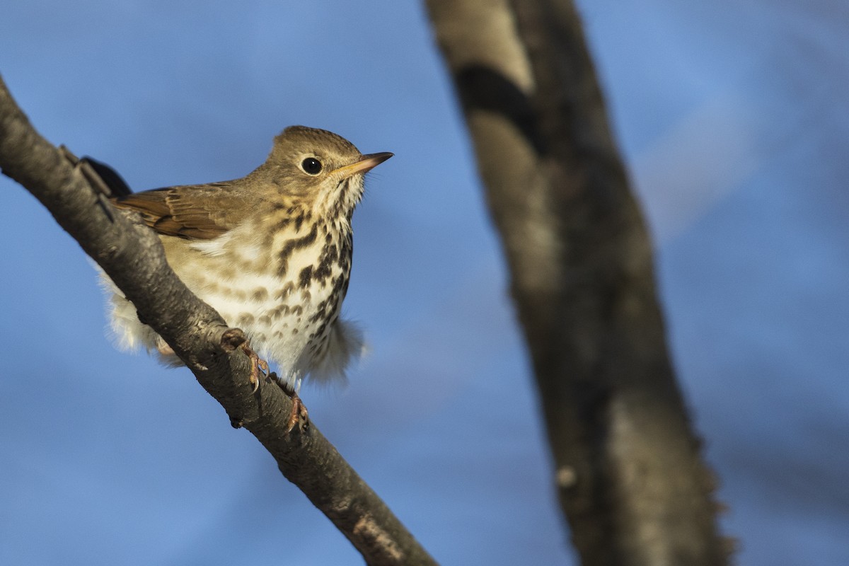 Hermit Thrush (faxoni/crymophilus) - ML403610061