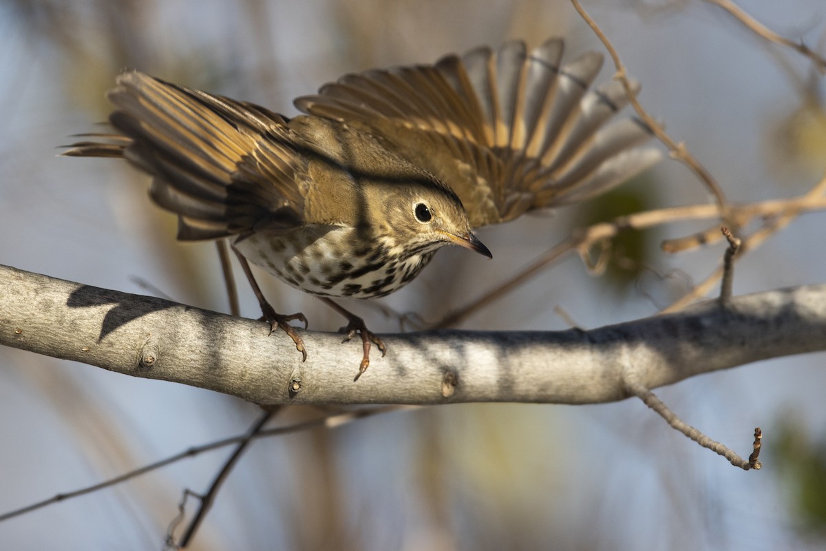 Hermit Thrush (faxoni/crymophilus) - ML403610201