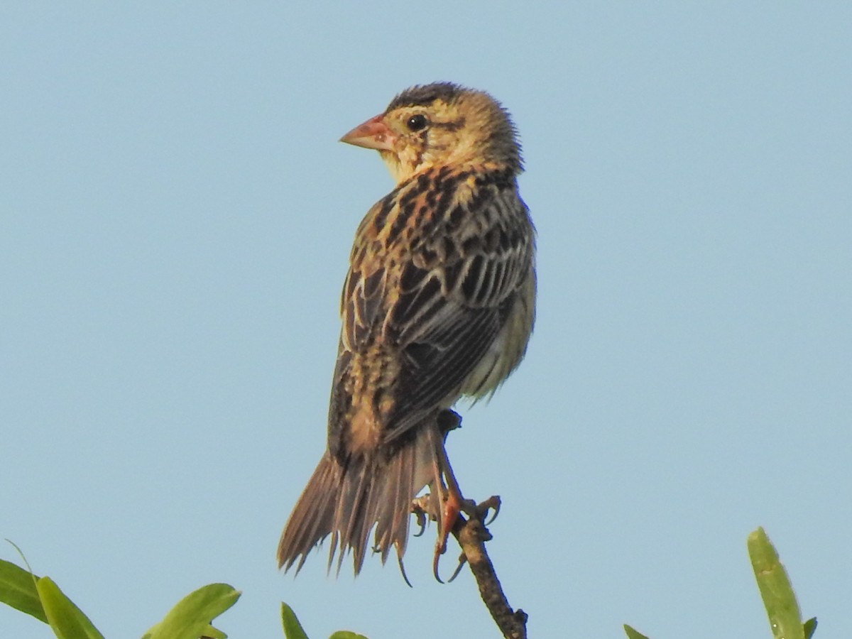 bobolink - ML403610851