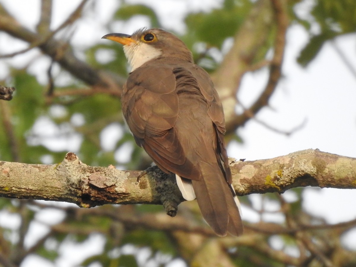 Yellow-billed Cuckoo - ML403611031