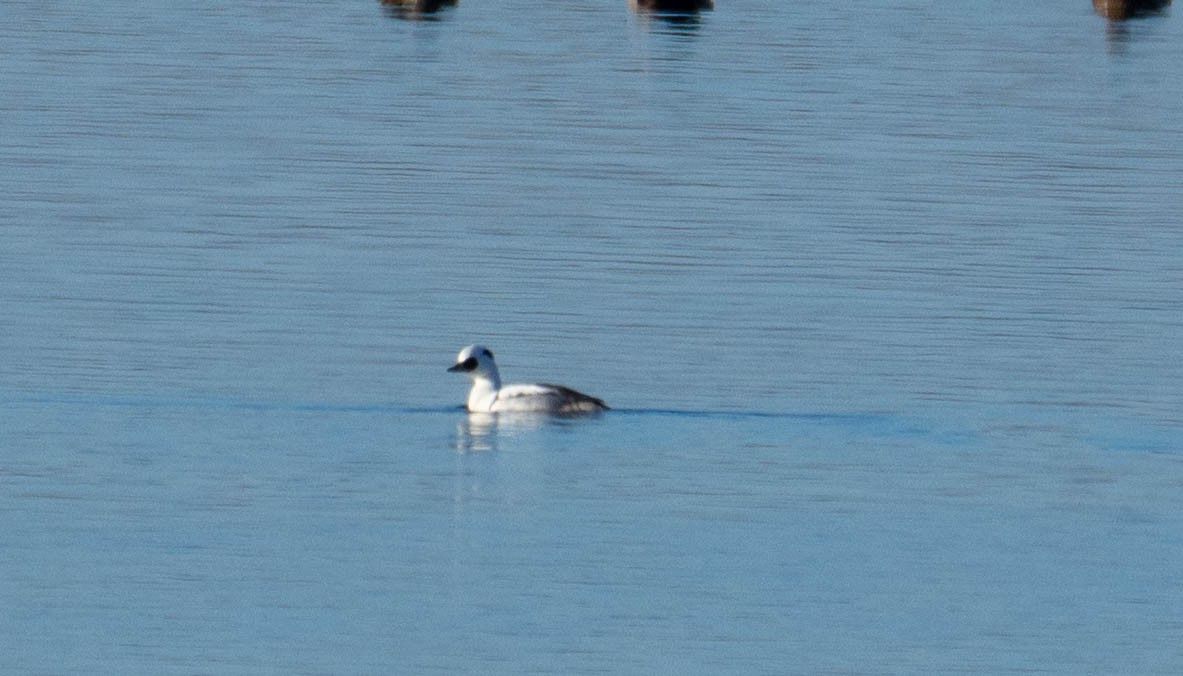 Smew - ML403611641