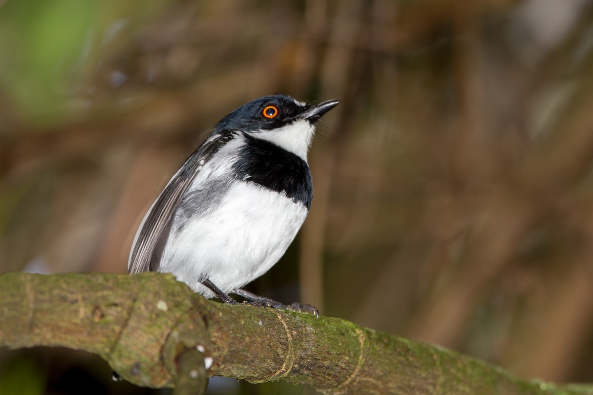 Rwenzori Batis - ML40361171