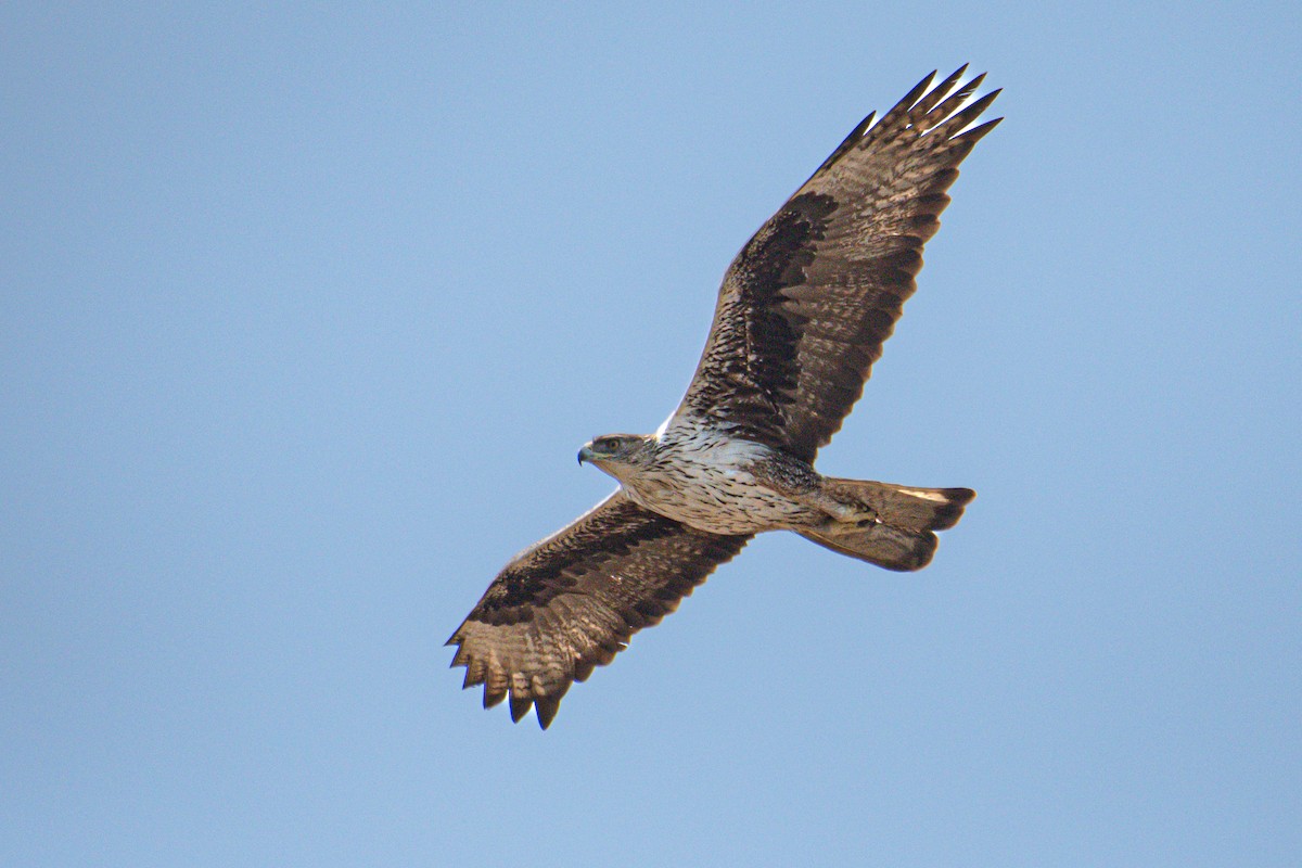 Bonelli's Eagle - ML403612671