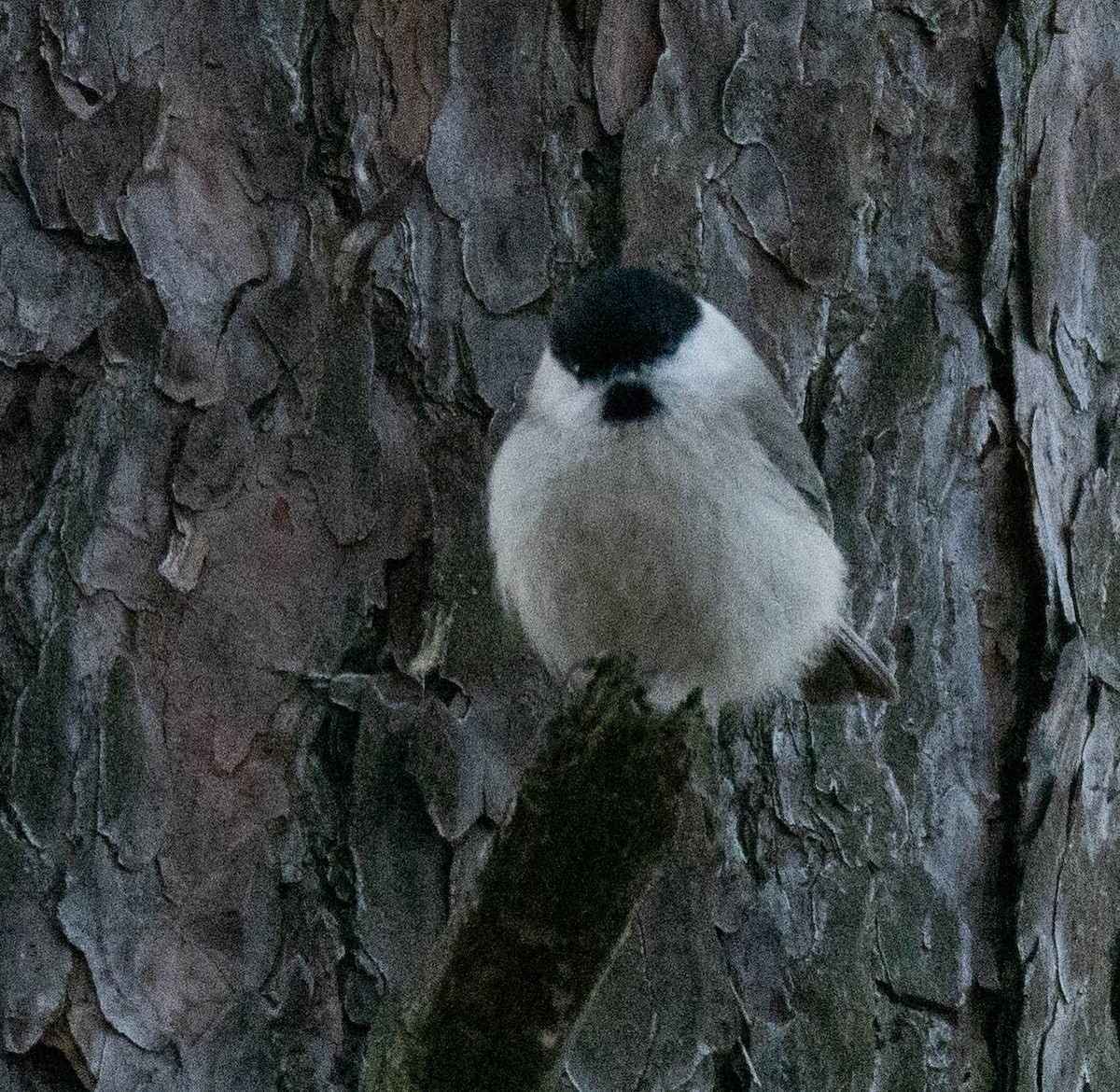 Marsh Tit - ML403612801