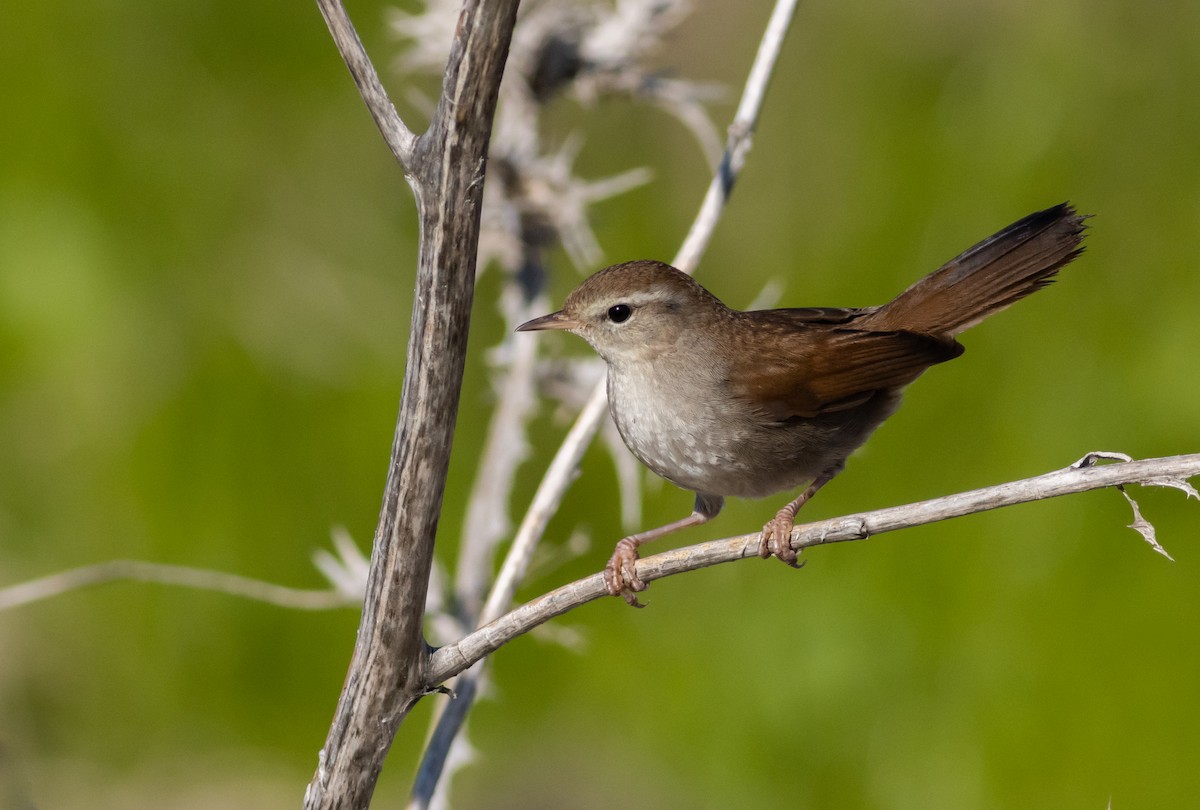 Cetti's Warbler - ML403614721