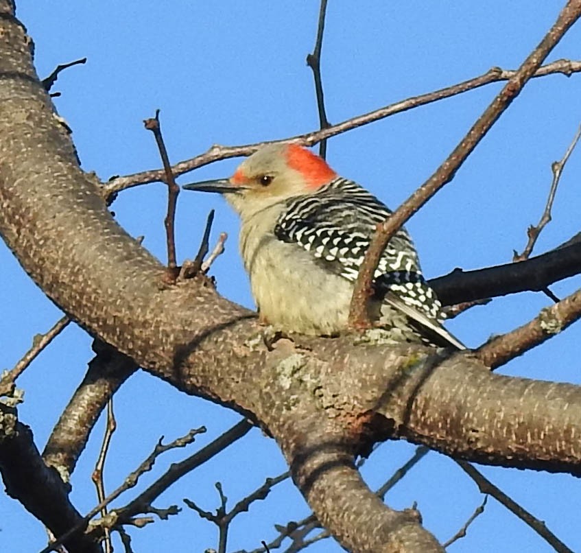Red-bellied Woodpecker - ML403615531