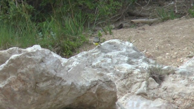 Gray Wagtail - ML403615601