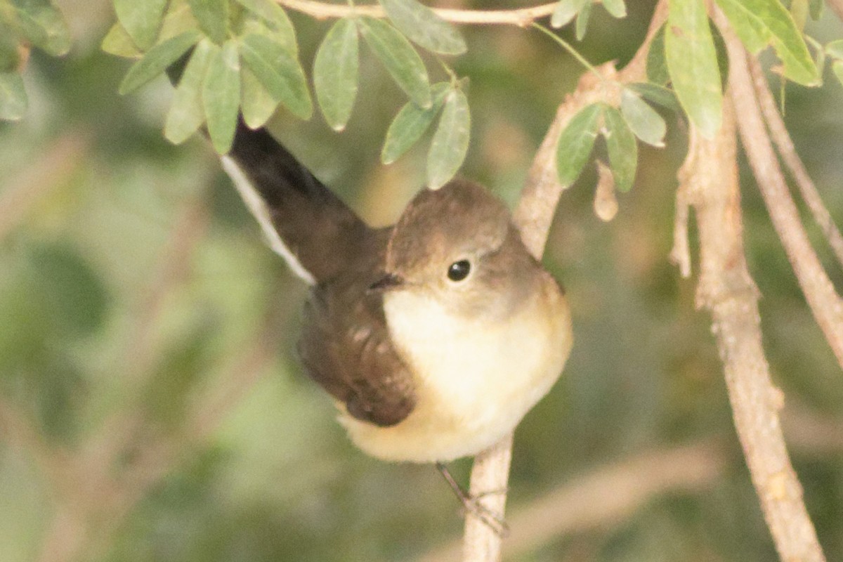 Red-breasted Flycatcher - Able Lawrence