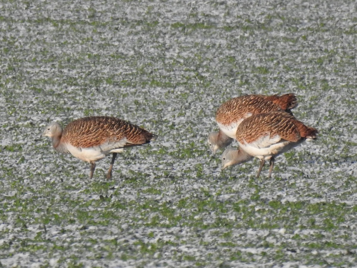 Great Bustard - ML403622281