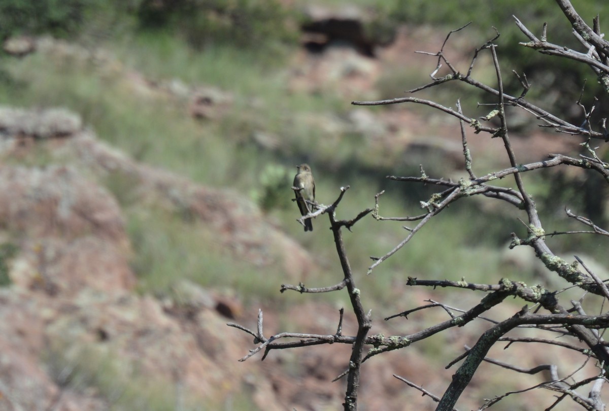 Western Wood-Pewee - ML403623011