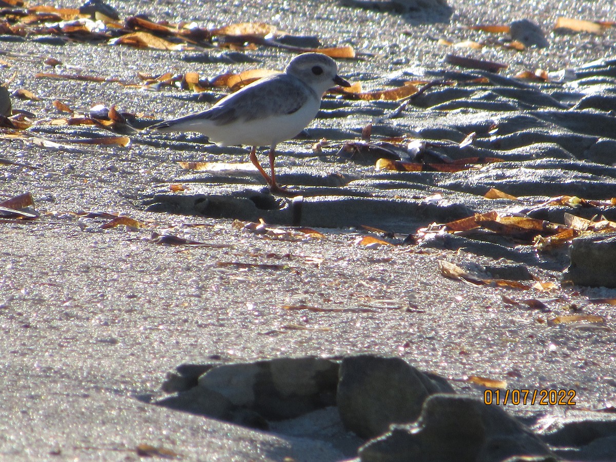Piping Plover - ML403623611