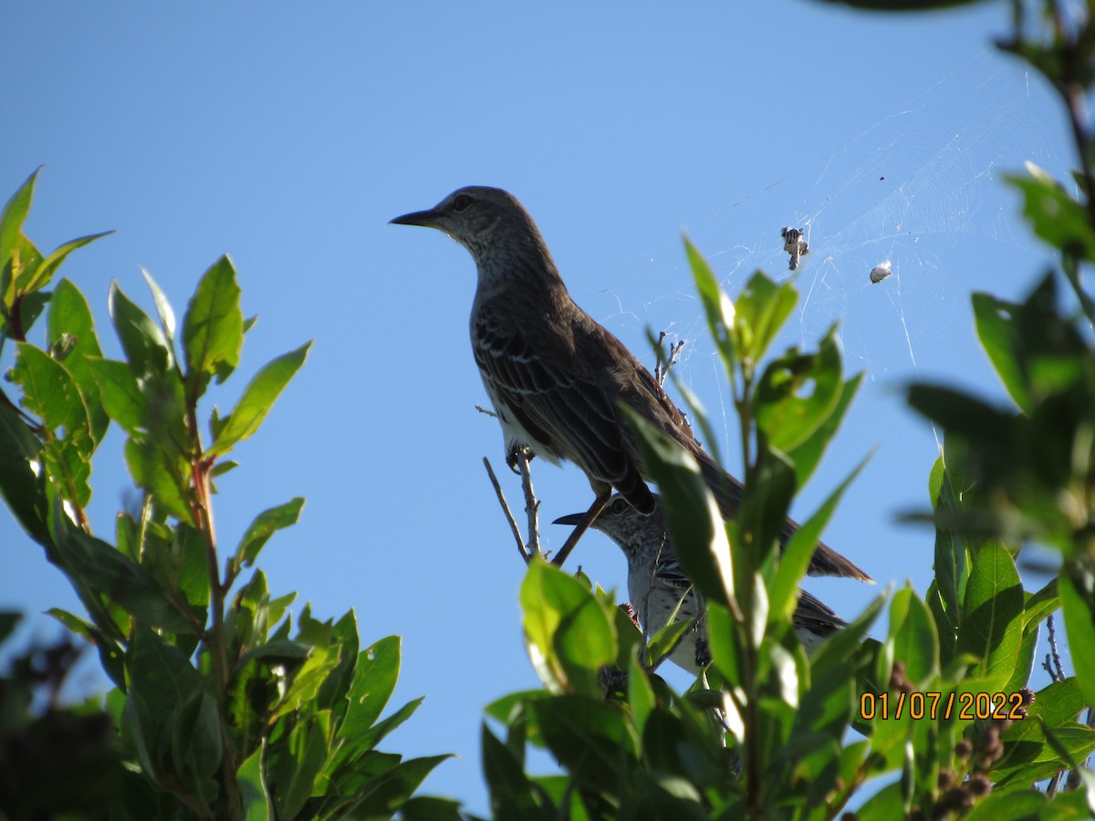 Bahama Mockingbird - ML403624281