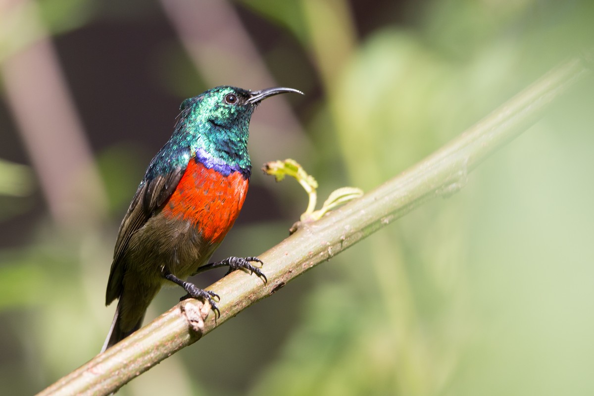 Stuhlmann's Sunbird - Rhys Marsh