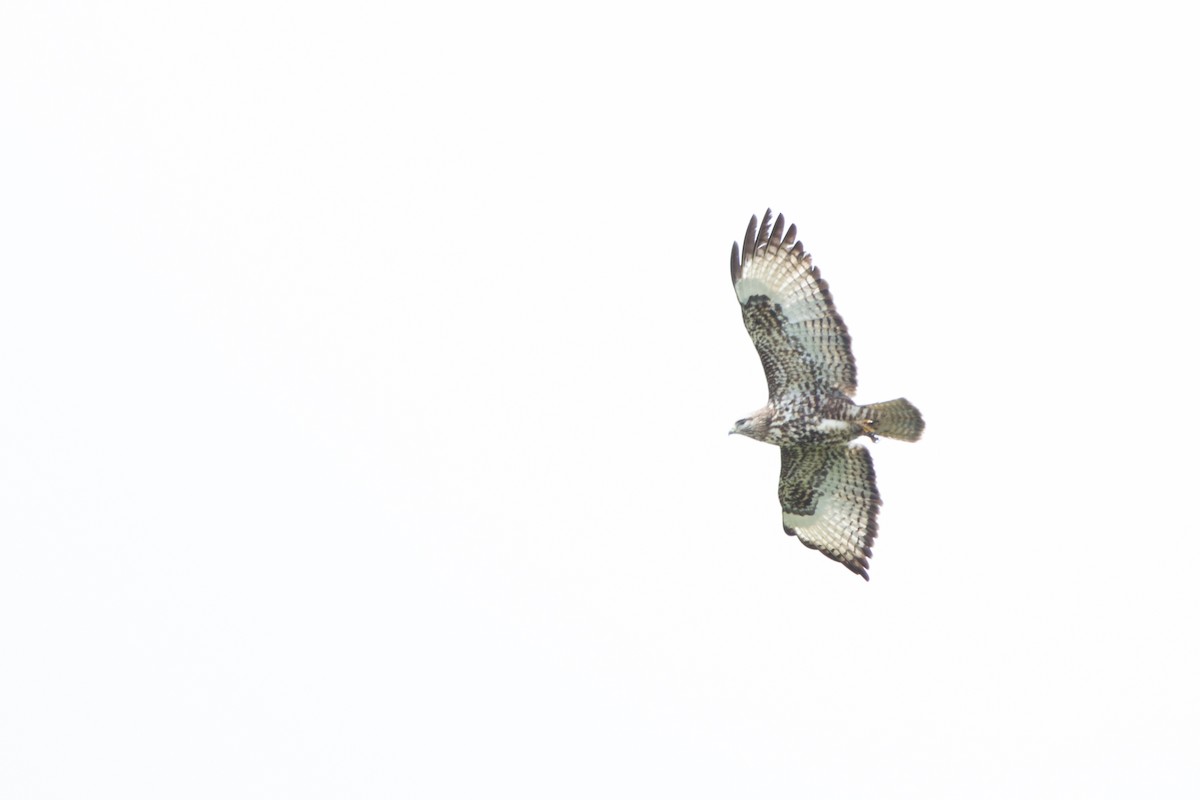 Mountain Buzzard - ML40362471