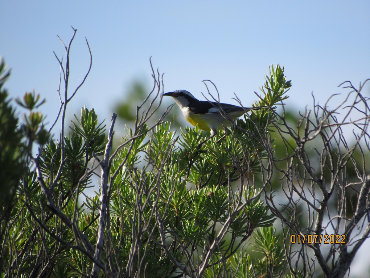 Bananaquit - ML403624781