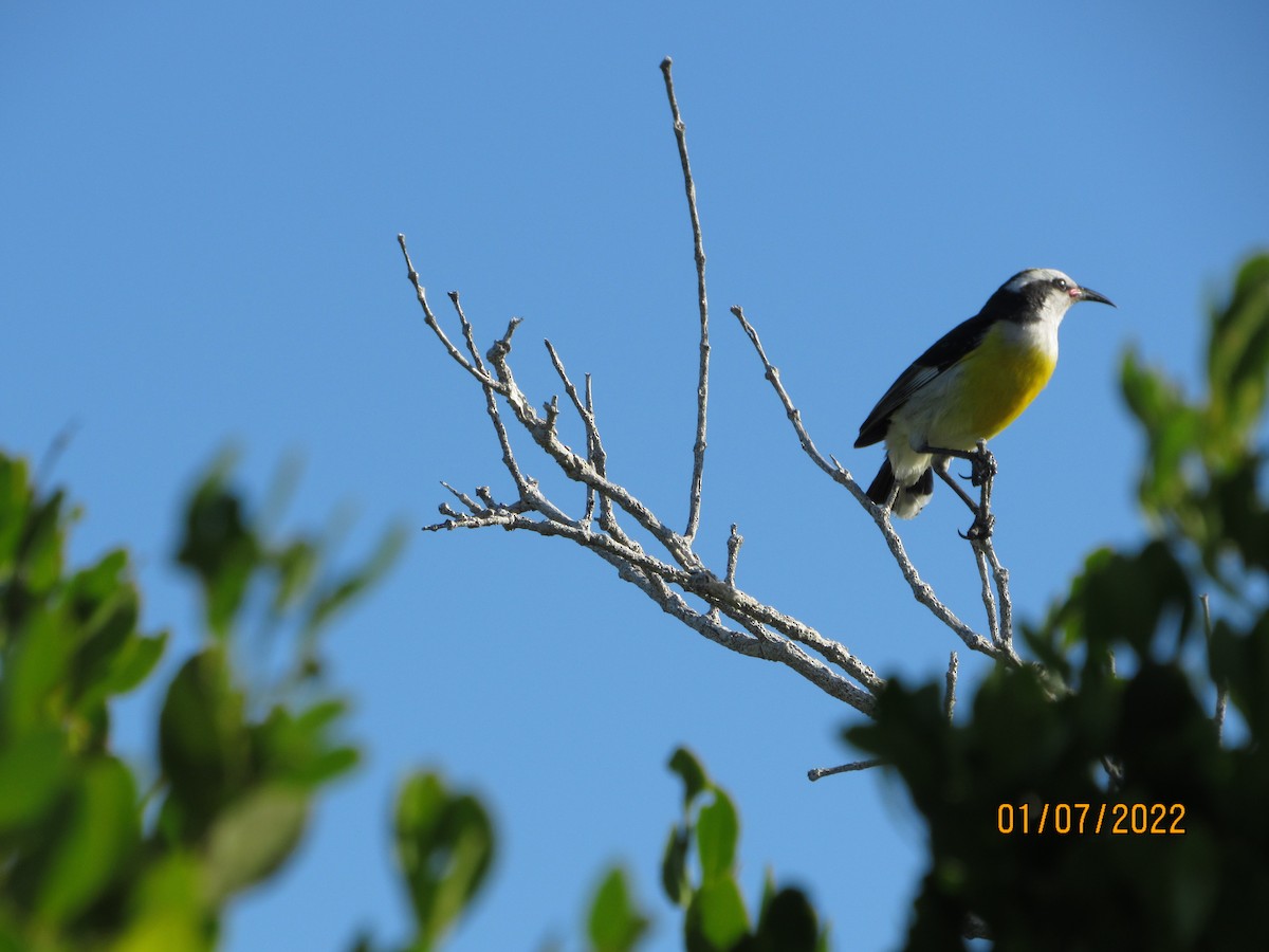 Bananaquit - ML403624791